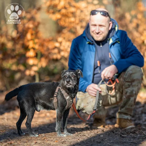 Pies do adopcji, Gdynia, 2 kwietnia 2025 (2/5)