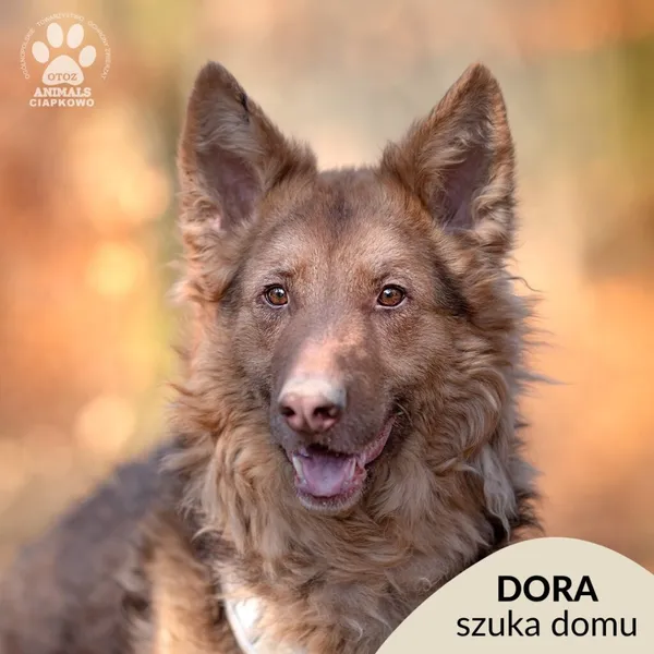 Pies do adopcji, Gdynia, 2 kwietnia 2025 (1/4)