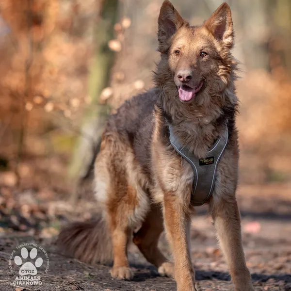 Pies do adopcji, Gdynia, 2 kwietnia 2025 (2/4)