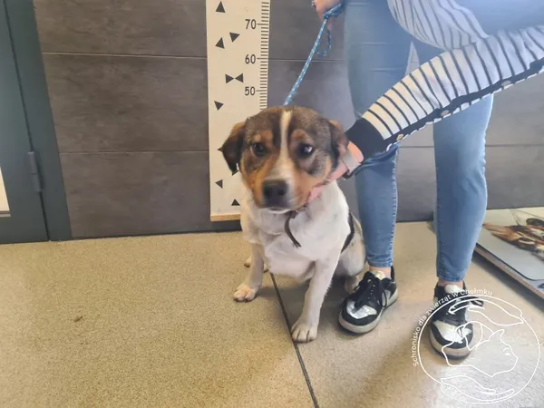 Znaleziono psa, Chełmek, 2 kwietnia 2025