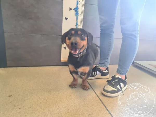 Znaleziono psa, Chełmek, 2 kwietnia 2025