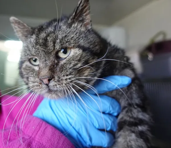 Znaleziono kota, Gdańsk, 2 kwietnia 2025