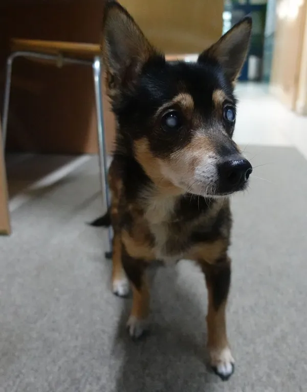 Znaleziono psa, Gdańsk, 2 kwietnia 2025