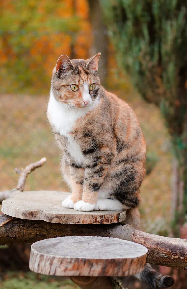 Zaginął kot, Sasino, 2 kwietnia 2025