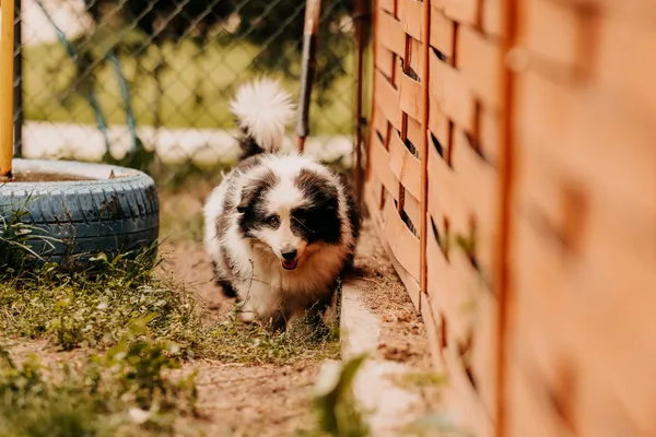 Pies do adopcji, Czartki, 2 kwietnia 2025 (5/5)