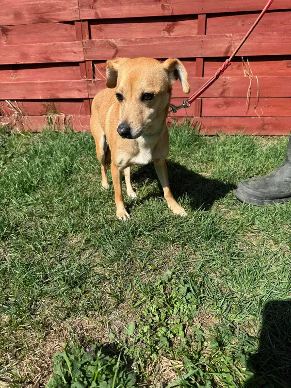 Znaleziono psa, Czartki, 2 kwietnia 2025