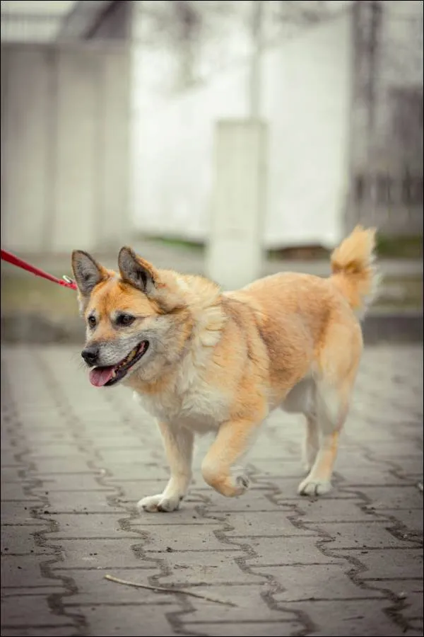 Znaleziono psa, Grudziądz, 31 marca 2025