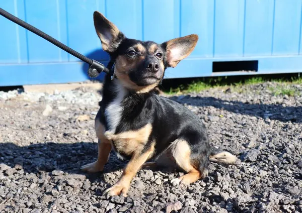 Znaleziono psa, Łódź, 2 kwietnia 2025