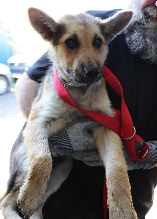 Znaleziono psa, Łódź, 2 kwietnia 2025 (1/5)