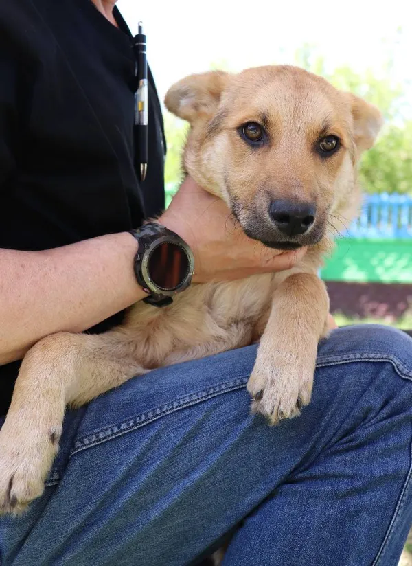 Znaleziono psa, Łódź, 2 kwietnia 2025 (5/5)