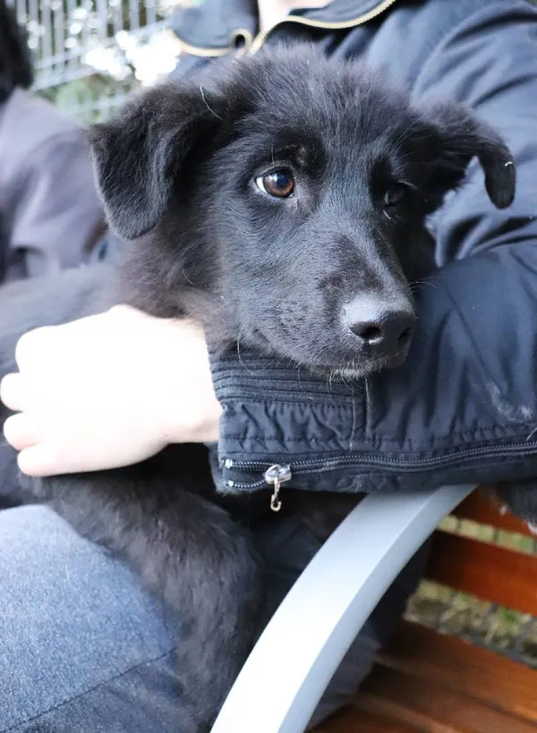 Znaleziono psa, Łódź, 1 kwietnia 2025 (1/5)