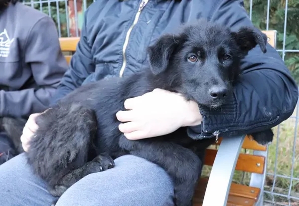 Znaleziono psa, Łódź, 1 kwietnia 2025 (2/5)