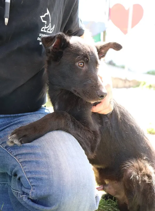 Znaleziono psa, Łódź, 1 kwietnia 2025 (4/5)