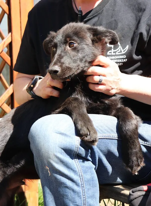 Znaleziono psa, Łódź, 1 kwietnia 2025 (5/5)