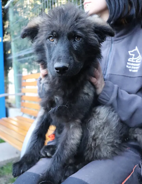 Znaleziono psa, Łódź, 1 kwietnia 2025 (2/2)