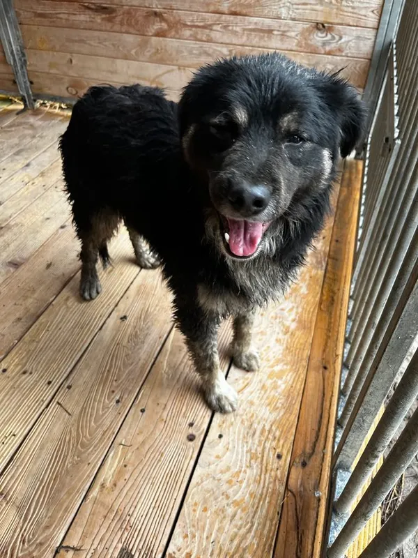 Pies do adopcji, Orzechowce, 2 kwietnia 2025 (3/5)