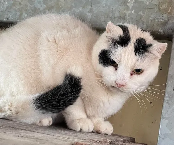 Kot do adopcji, Gdańsk, 2 kwietnia 2025