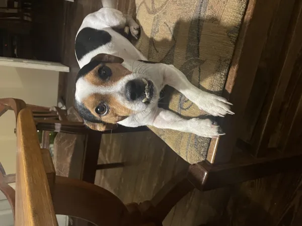 Zaginął pies, Łódź, 2 kwietnia 2025