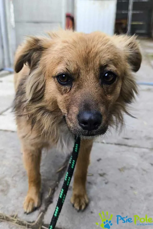 Pies do adopcji, Racławice, 28 marca 2025 (1/5)