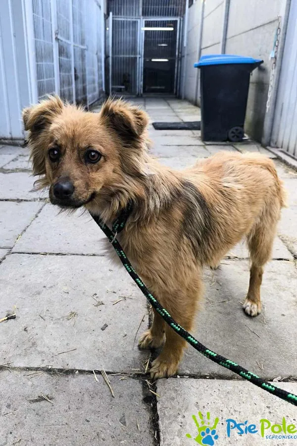 Pies do adopcji, Racławice, 28 marca 2025 (2/5)