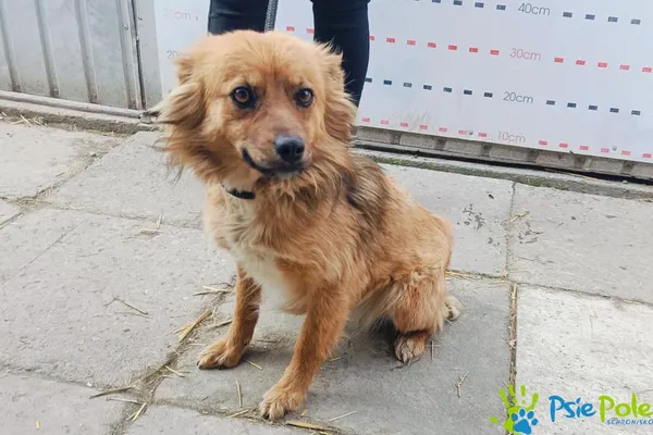 Pies do adopcji, Racławice, 28 marca 2025 (3/5)