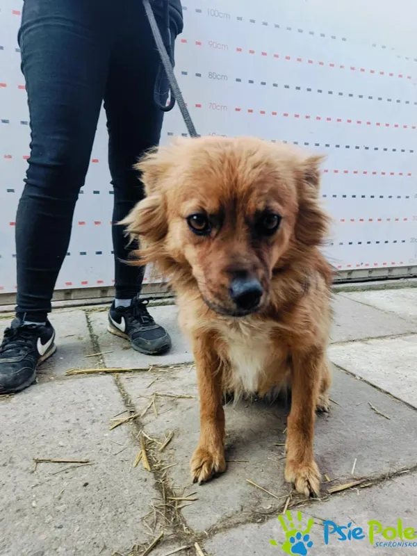 Pies do adopcji, Racławice, 28 marca 2025 (5/5)