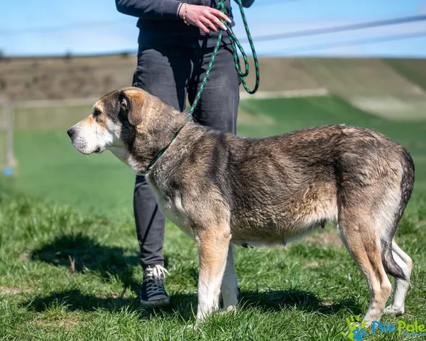 Pies do adopcji, Racławice, 28 marca 2025 (2/5)