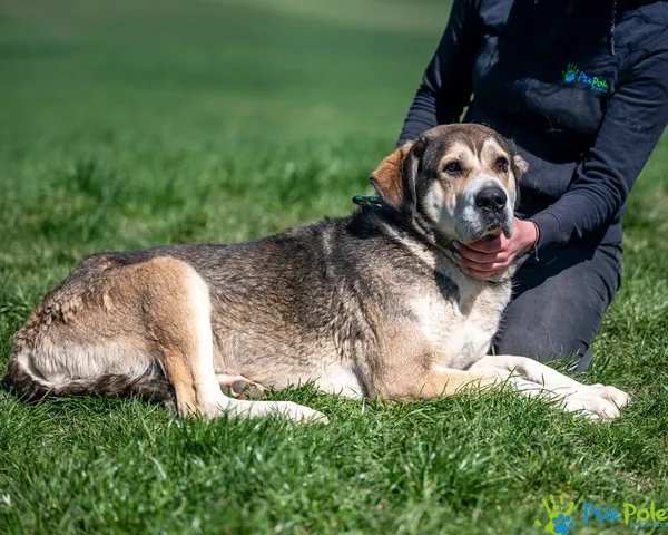 Pies do adopcji, Racławice, 28 marca 2025 (4/5)