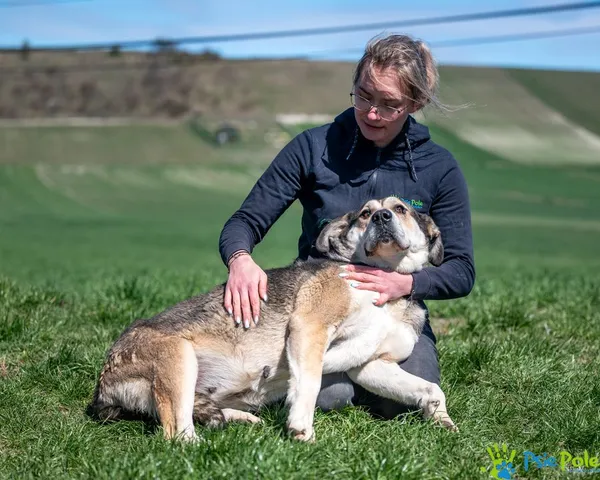 Pies do adopcji, Racławice, 28 marca 2025 (5/5)