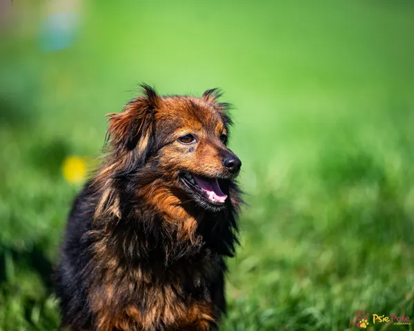 Pies do adopcji, Racławice, 28 marca 2025 (2/5)