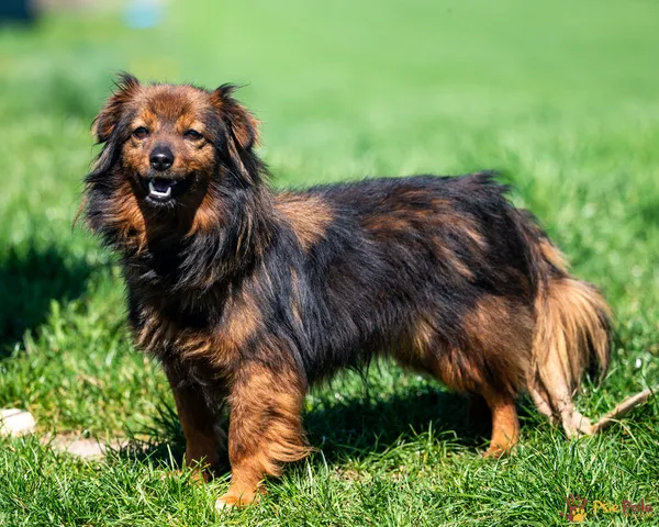 Pies do adopcji, Racławice, 28 marca 2025 (5/5)