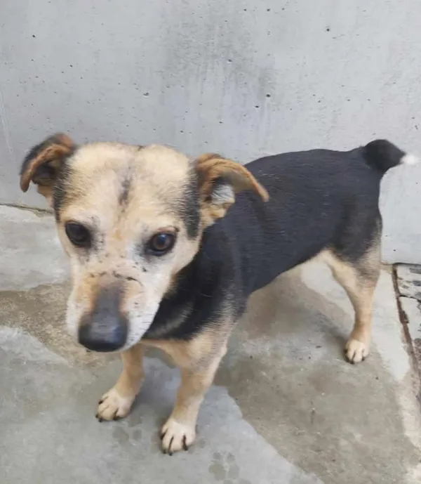 Znaleziono psa, Lublin, 1 kwietnia 2025