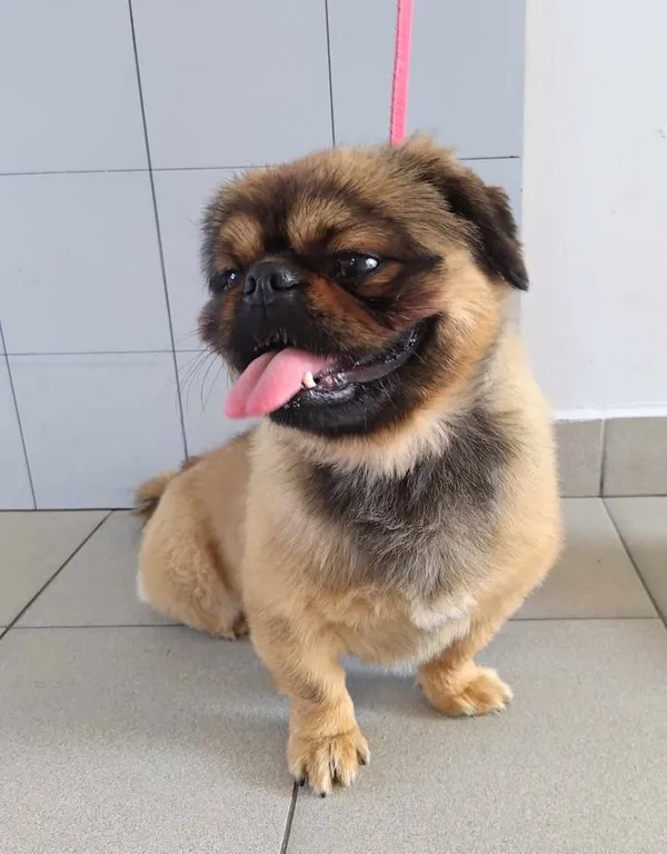 Znaleziono psa, Lublin, 2 kwietnia 2025