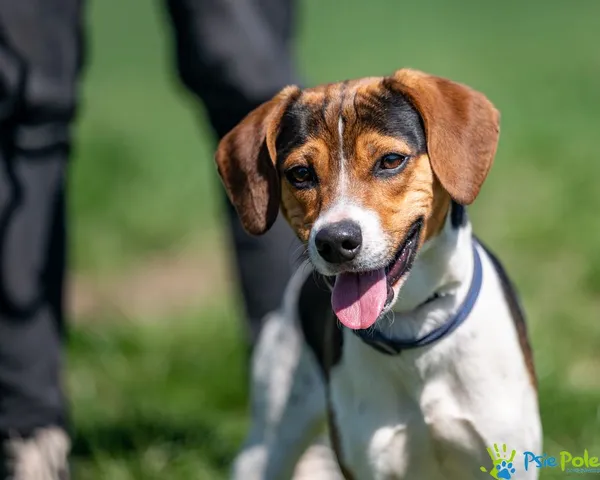 Znaleziono psa, Racławice, 1 kwietnia 2025 (1/5)