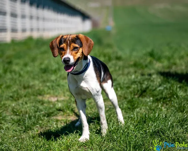 Znaleziono psa, Racławice, 1 kwietnia 2025 (2/5)