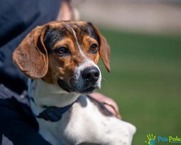 Znaleziono psa, Racławice, 1 kwietnia 2025 (3/5)