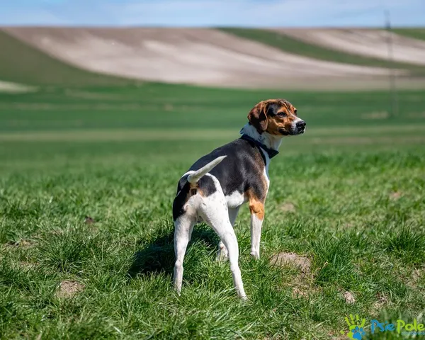 Znaleziono psa, Racławice, 1 kwietnia 2025 (5/5)