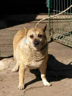 Pies do adopcji, Pabianice, 31 marca 2025