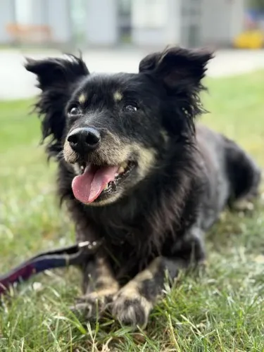 Pies do adopcji, Kraków, 19 marca 2025 (1/3)