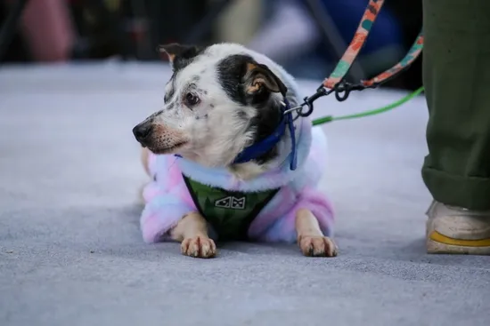 Pies do adopcji, Kraków, 19 marca 2025 (1/3)