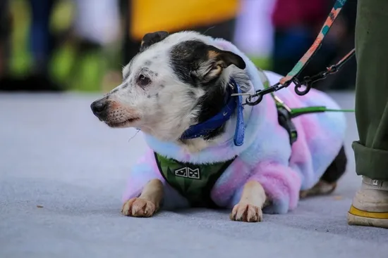 Pies do adopcji, Kraków, 19 marca 2025 (2/3)