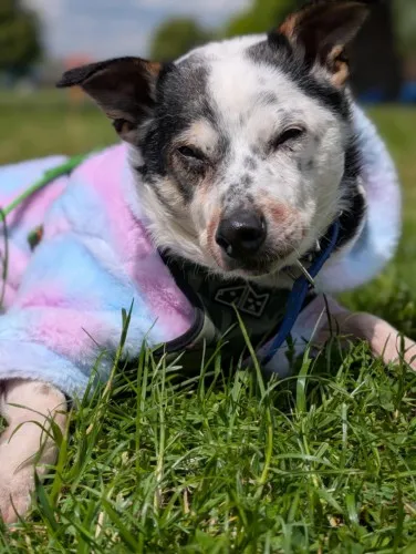 Pies do adopcji, Kraków, 19 marca 2025 (3/3)