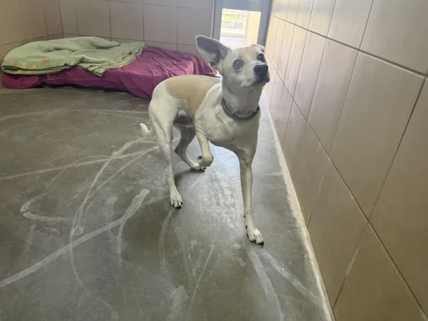 Pies do adopcji, Kraków, 19 marca 2025