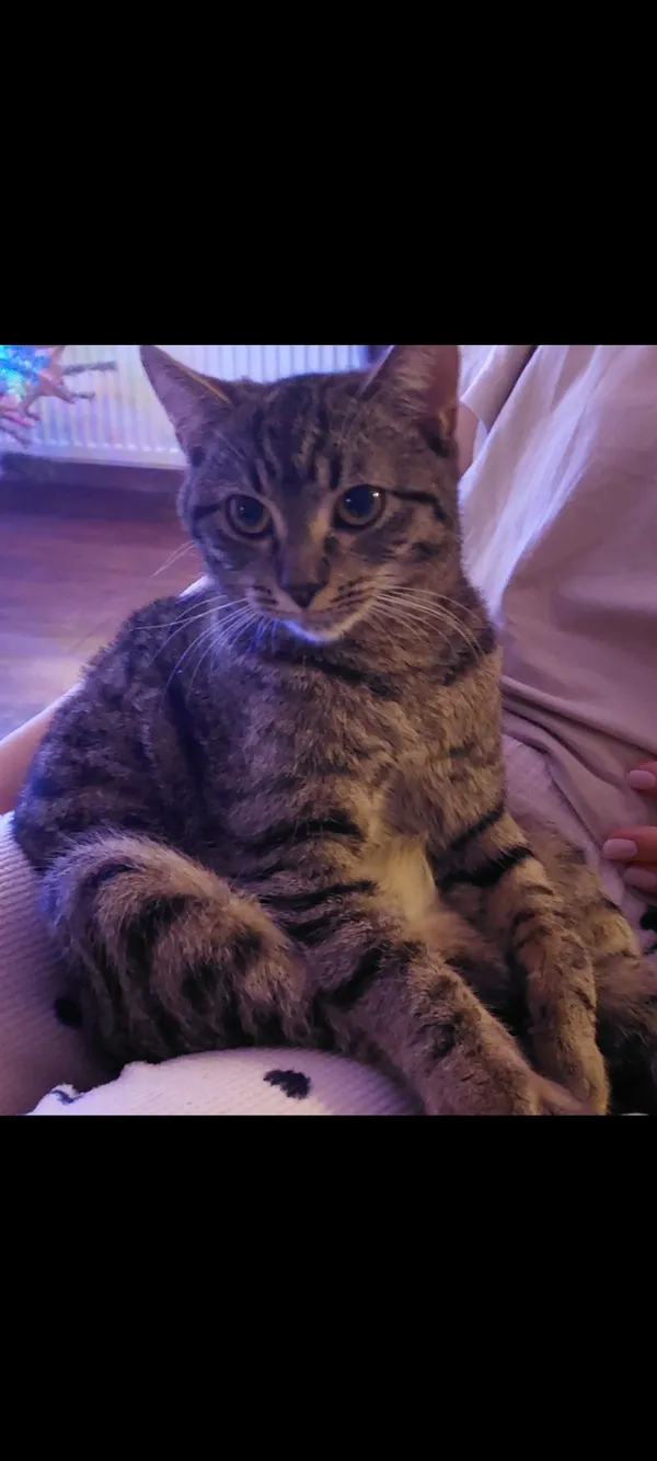 Zaginął kot, Ostrowiec Świętokrzyski, Kolonia Robotnicza, 3 kwietnia 2025 (1/2)