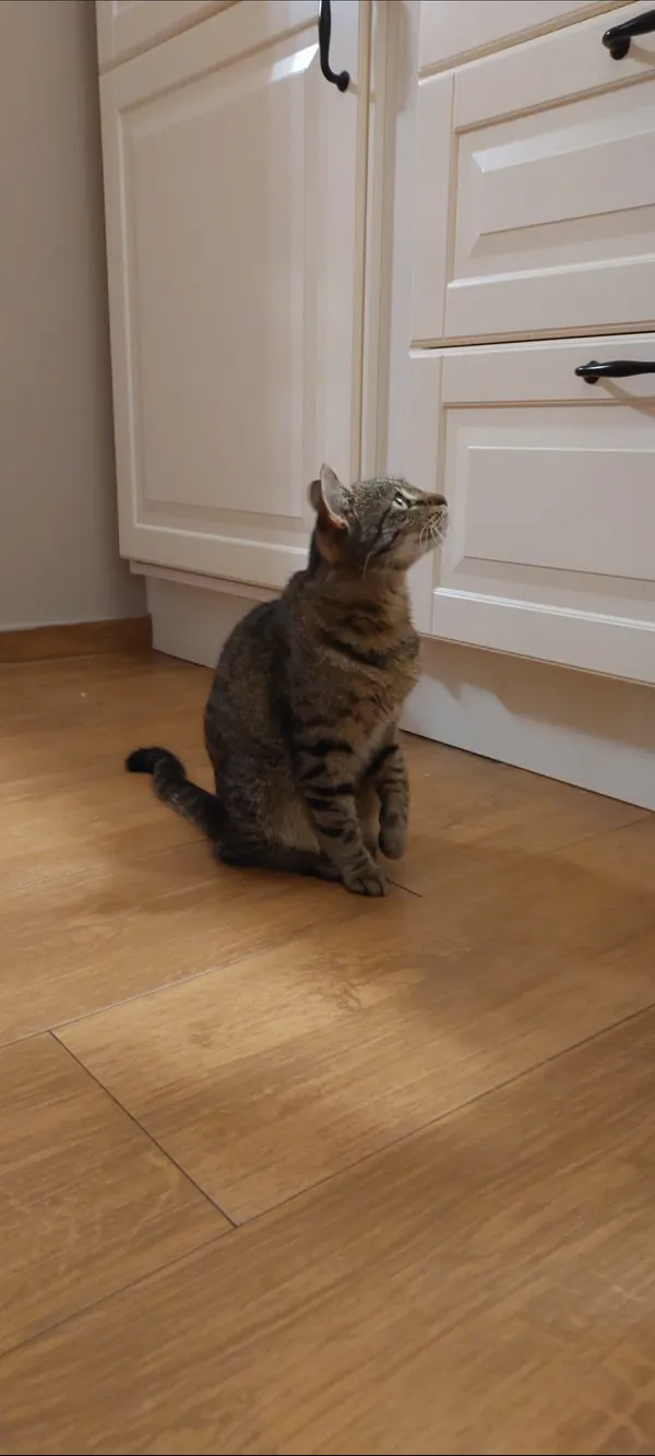 Zaginął kot, Ostrowiec Świętokrzyski, Kolonia Robotnicza, 3 kwietnia 2025 (2/2)