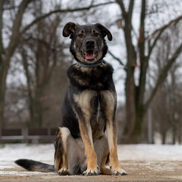 Oddam psa, Gdynia, Wielki Kack, 3 kwietnia 2025 (1/5)