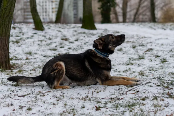 Oddam psa, Gdynia, Wielki Kack, 3 kwietnia 2025 (2/5)