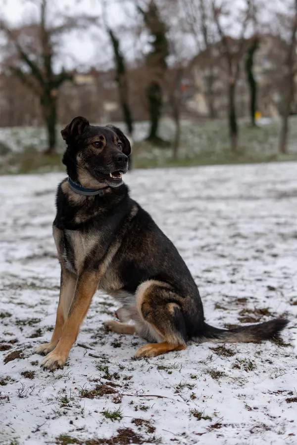 Oddam psa, Gdynia, Wielki Kack, 3 kwietnia 2025 (3/5)