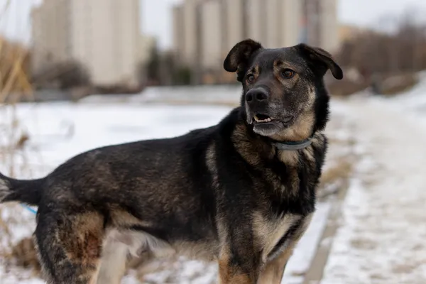 Oddam psa, Gdynia, Wielki Kack, 3 kwietnia 2025 (4/5)