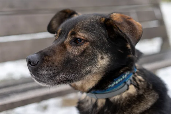 Oddam psa, Gdynia, Wielki Kack, 3 kwietnia 2025 (5/5)